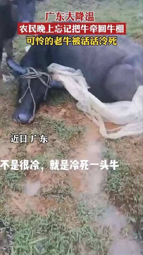 可憐又搞笑廣東一頭牛被活活凍死