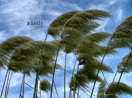 windyʲô˼