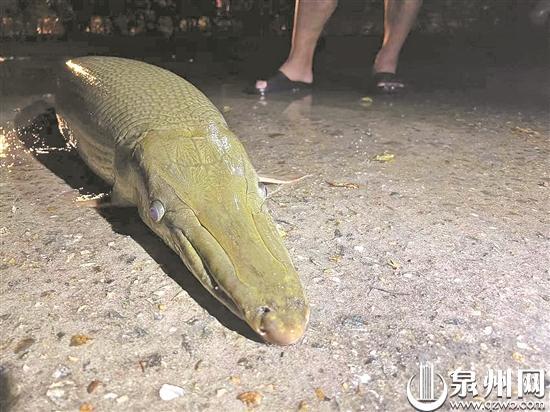 寺庙放生池现1.2米长鳄雀鳝,鳄雀鳝鱼塘放生是否违法