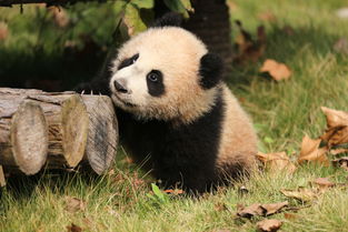 上海野生动物园熊猫死亡
