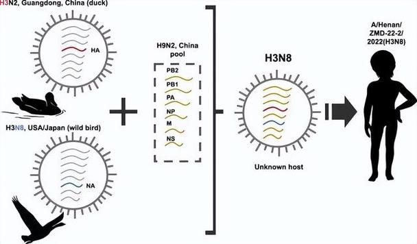 h3n8ʲô