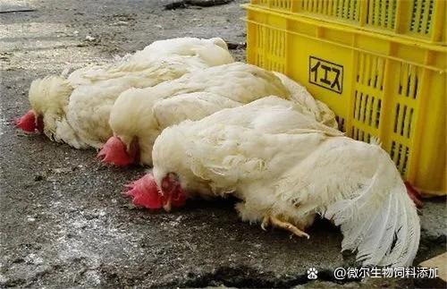 家禽h3n8有哪些症状 鸡感染h3n8禽流感病毒症状