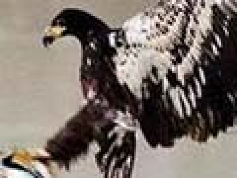 ӥս˻ İ
