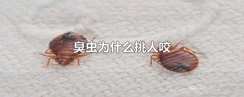 Ϊʲôҧ
