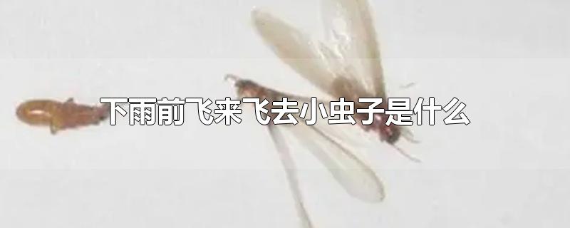 ǰȥСʲô