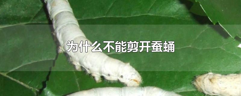 ΪʲôܼӼ
