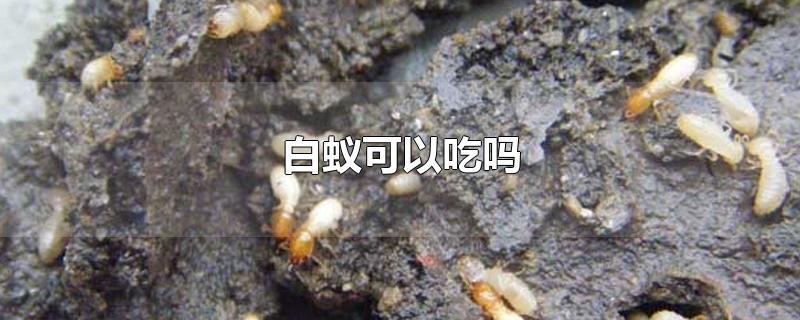 ϿԳ