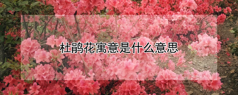 ž黨Ԣʲô˼