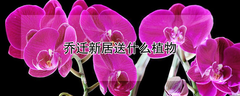 Ǩ¾ʲôֲǨ¾ʺЩֲ