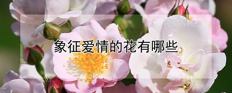 ĻЩʲô飩