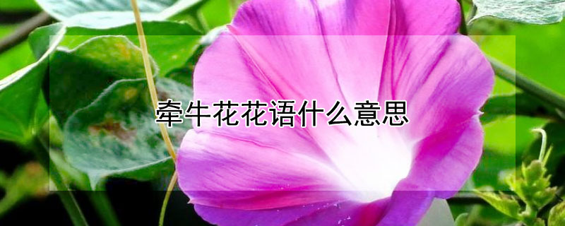 ǣţʲô˼ǣţЩԢ⣩