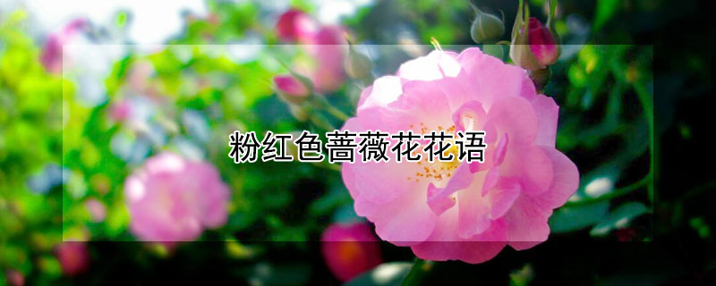 ۺɫǾޱۺɫǾޱʲôԢ⣩