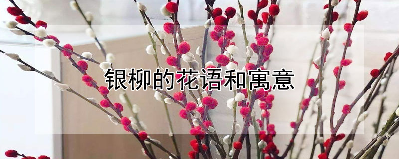 ĻԢ⣨ʲô壩
