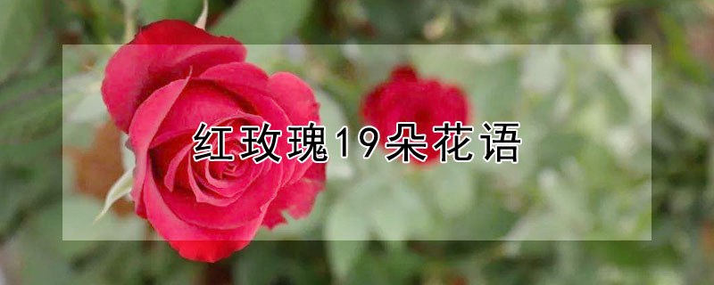 õ19仨19õʲôԢ⣩