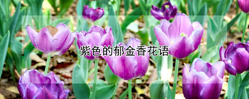 ɫ㻨ɫʲôԢ⣩
