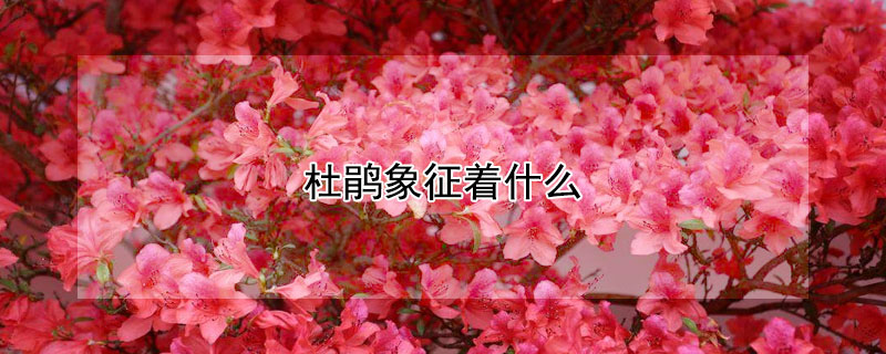 žʲô壿žʲôԢ⣿