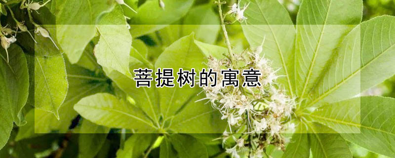 Ԣ⣬ʲô壿