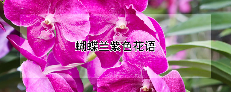 ɫɫԢ⣩