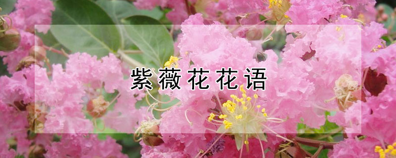 ޱĻޱʲôԢ⣩
