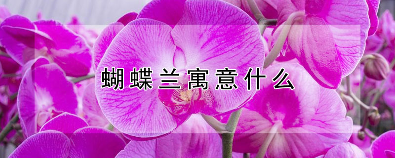 ԢʲôĻ