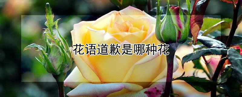 ǸֻǸʲô