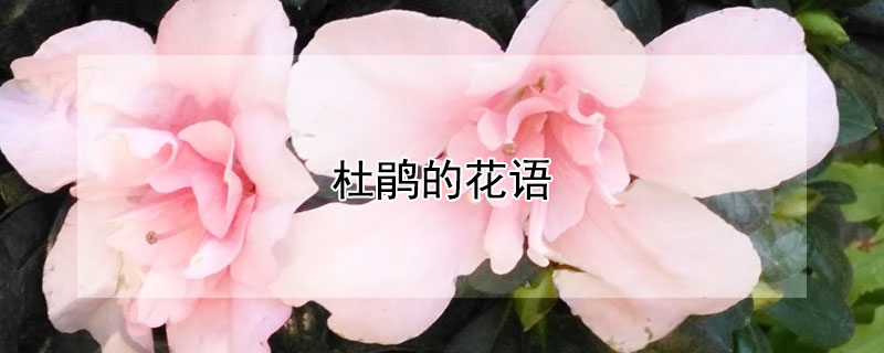 žĻžʲôԢ⣩