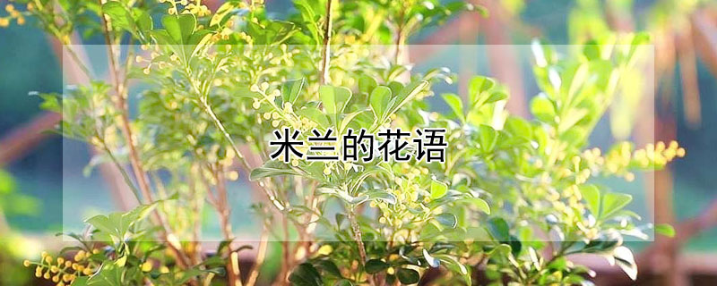 ĻʲôԢ⣩