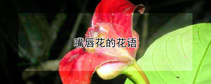 촽Ļ