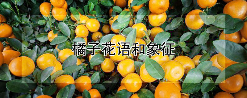 ӻʲôʲô