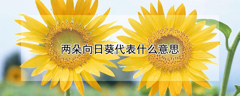 տʲô˼