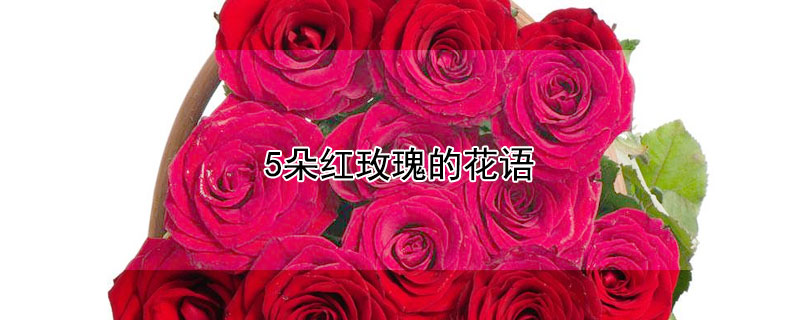 5õĻʲô5õĻЩ