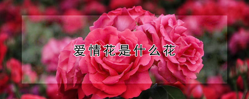 黨Щʲô壿
