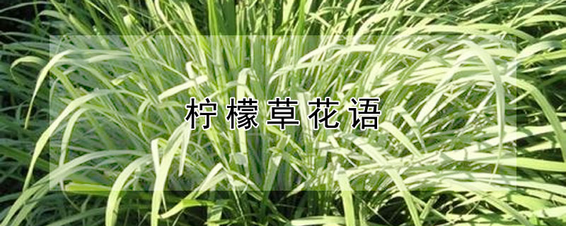 ʲݵĻʲʲôԢ⣩