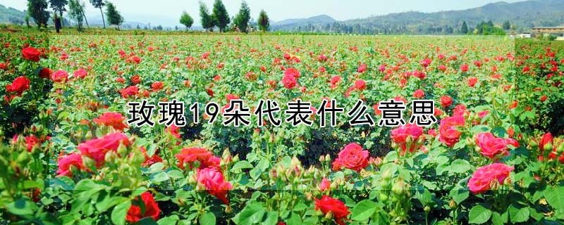 õ19ʲô˼õ19Ԣ⣩