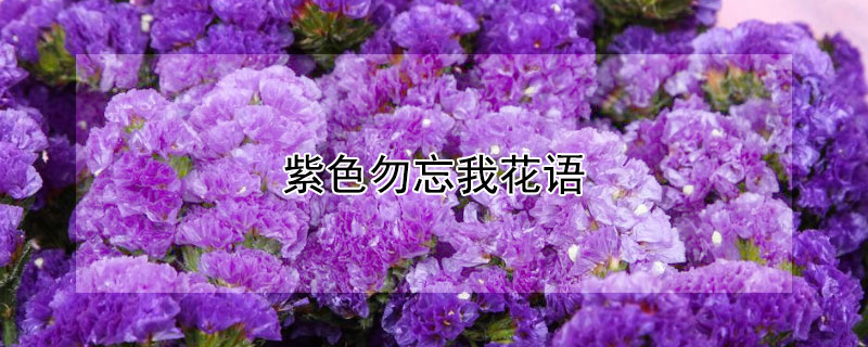 紫色勿忘我的花语（紫色勿忘我有哪些含义）