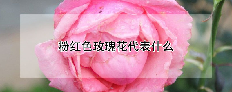 ۺɫõ廨ʲôۺɫõ廨ЩԢ⣩