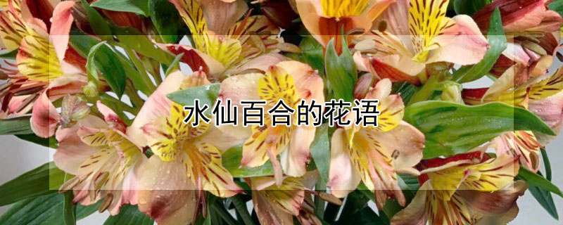 ˮɰٺϵĻˮɰٺЩԢ⣿