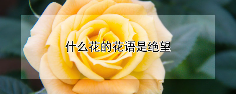 ʲôĻǾЩĻǾ
