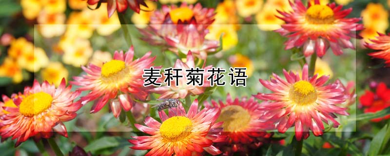 麦秆菊花语（麦秆菊有什么寓意）
