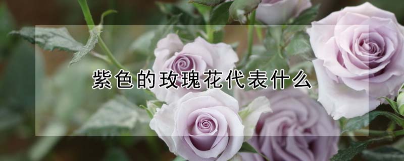ɫõ廨ʲôɫõ廨Ļ