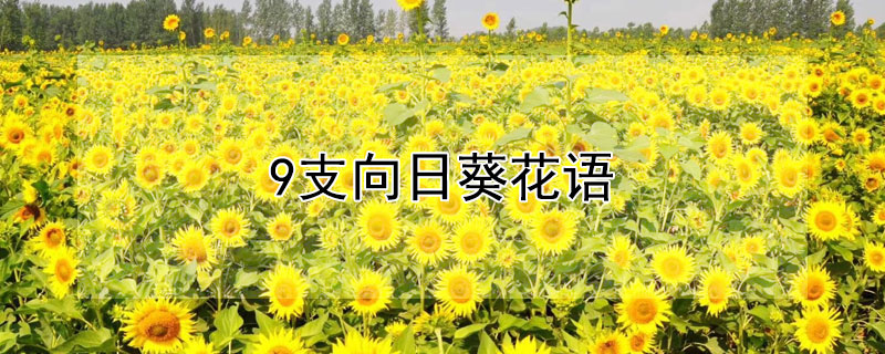 9֧տĻ9֧տԢ⣩