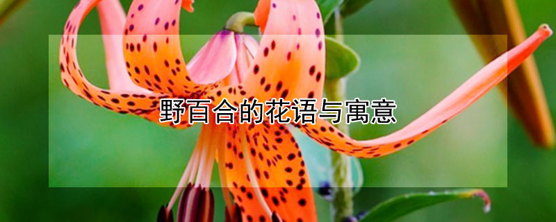 野百合的花语与寓意（野百合有哪些含义）