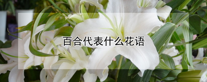 ٺϴʲôٺЩ壿