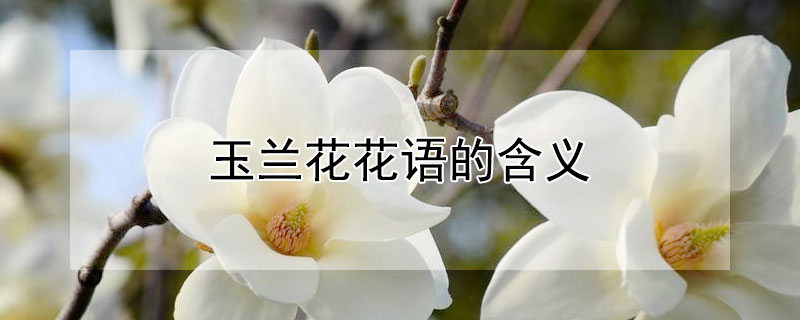 ĺʲô