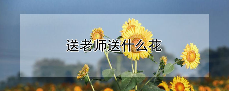 ʦʲôЩʦ