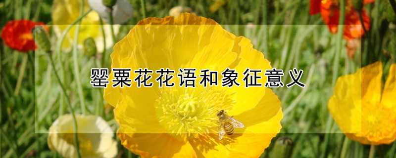 ڻ壨ڻʲôԢ⣩