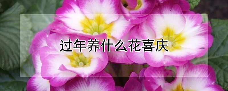 ʲôϲ죿Щϲ죩