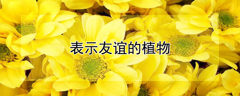 ʾֲЩ