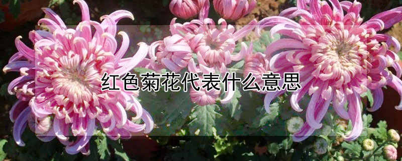ɫջʲô˼ɫջԢ