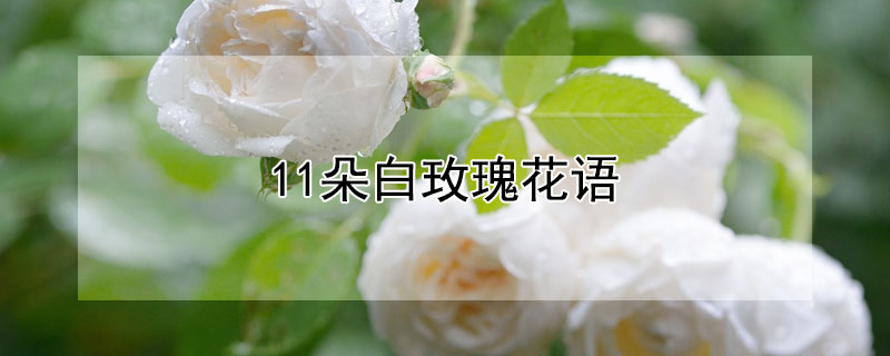 11õ廨ʲô11õʲôԢ⣿